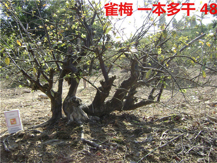 DSC04069_.jpg