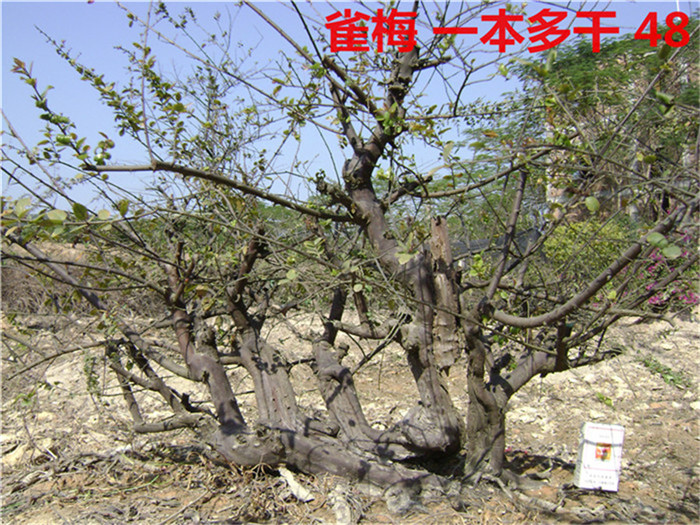 DSC04070_.jpg