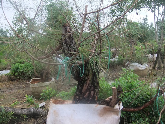 DSCF9504.JPG