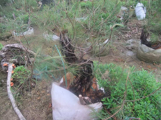 DSCF9507.JPG