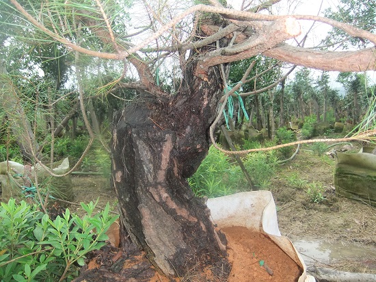 DSCF9509.JPG