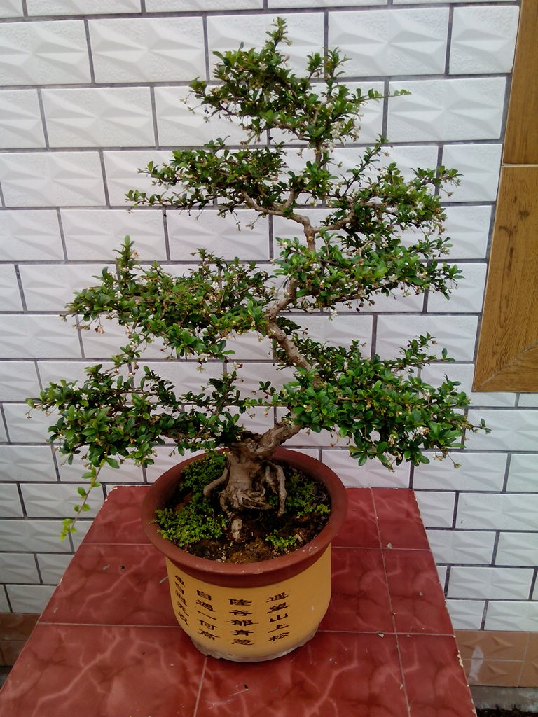 IMG_20140506_140950.jpg