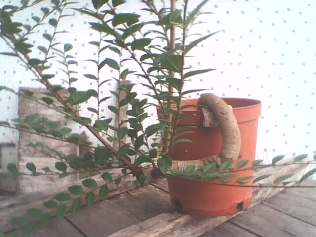 IMG1264A.jpg