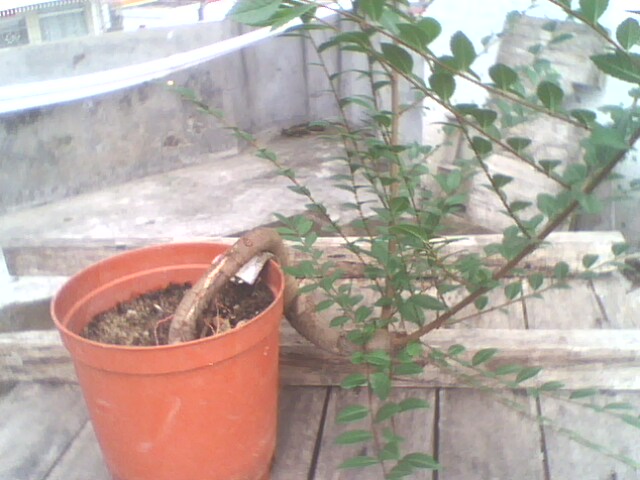IMG1261A.jpg