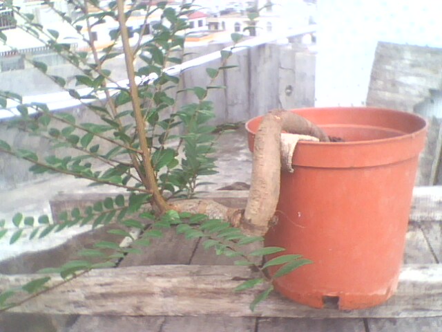 IMG1263A.jpg
