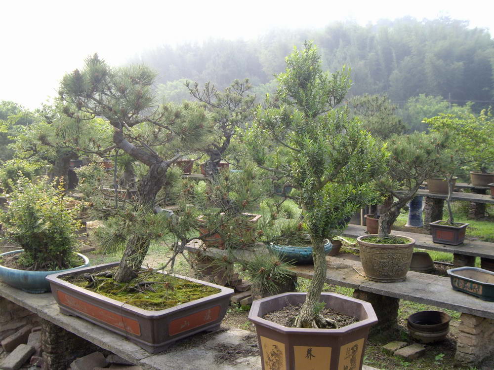 IMGP9717.JPG