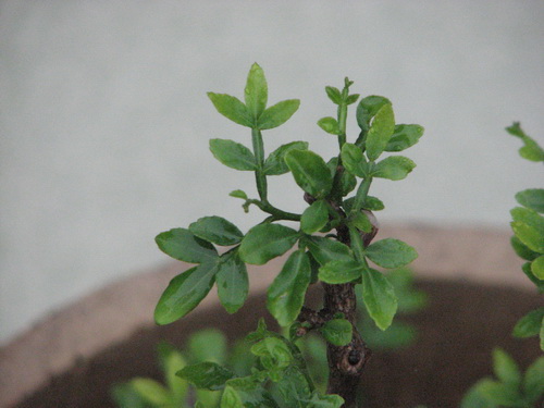 IMG_8528_СС.JPG