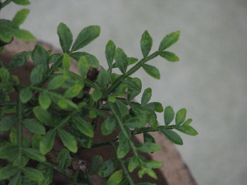 IMG_8529_СС.JPG