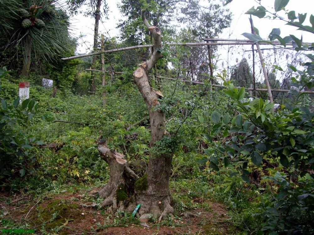IMGP9834.JPG