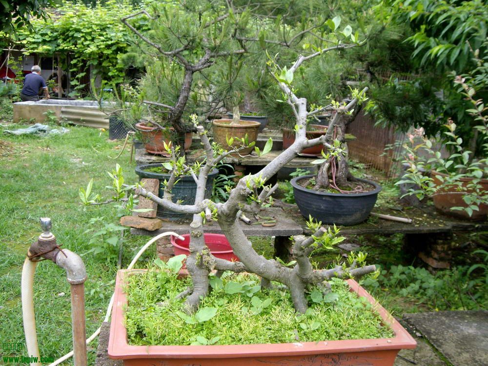IMGP9864.JPG