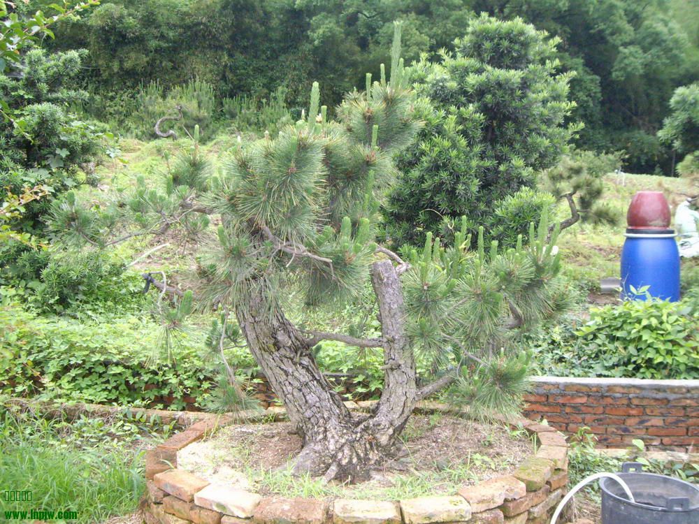 IMGP9812.JPG