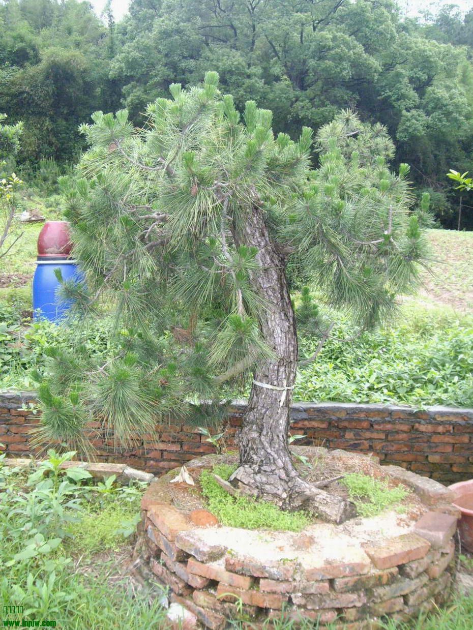 IMGP9811.JPG