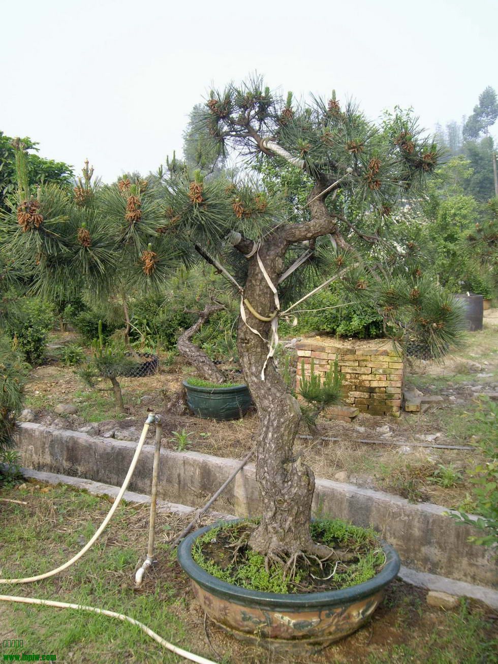IMGP9735.JPG