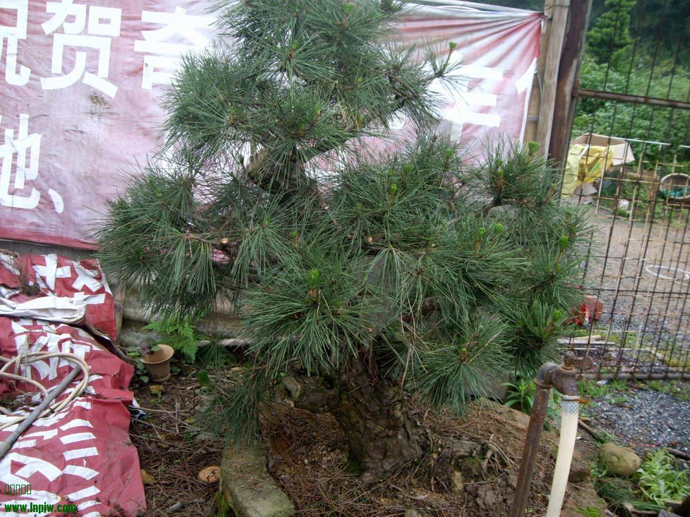 IMGP9867.JPG