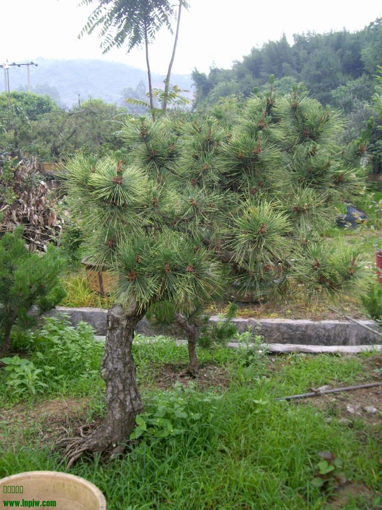 IMGP9869.JPG