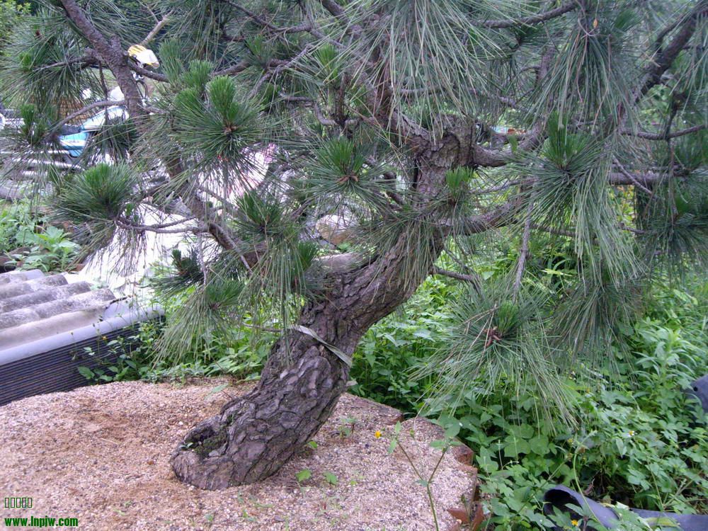 IMGP9870.JPG