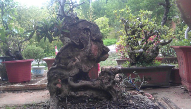 IMAG0358.jpg