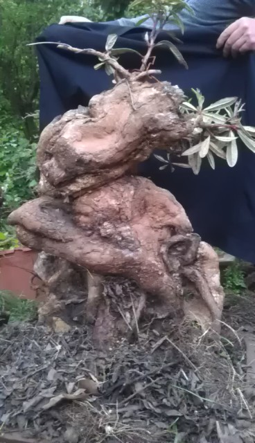 IMAG0359.jpg
