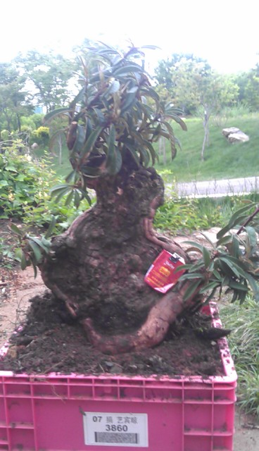 IMAG0357.jpg
