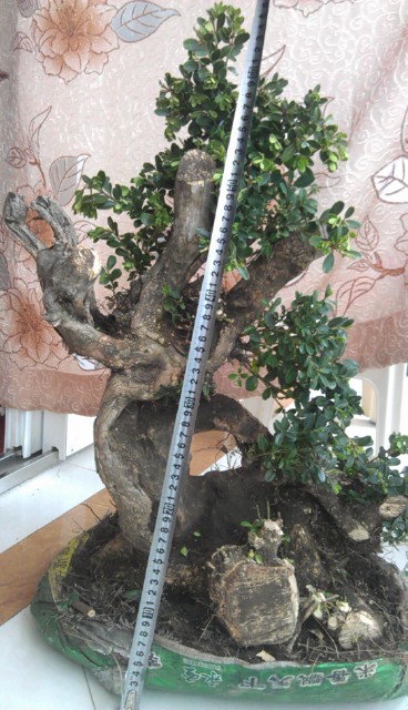 IMAG0408.jpg