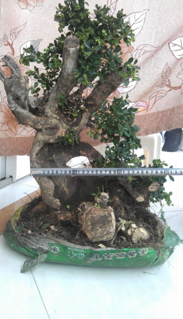 IMAG0409.jpg