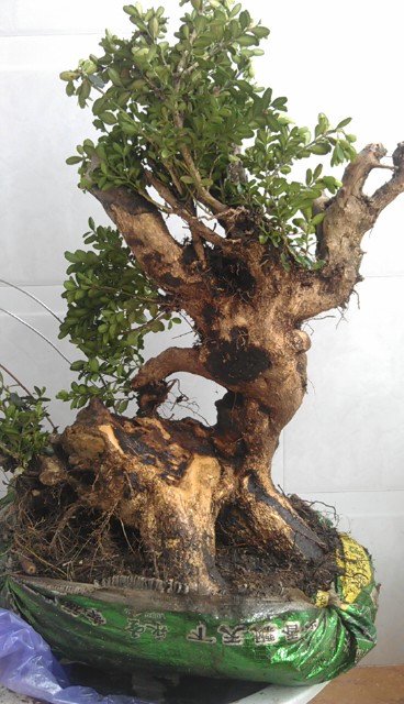 IMAG0411.jpg