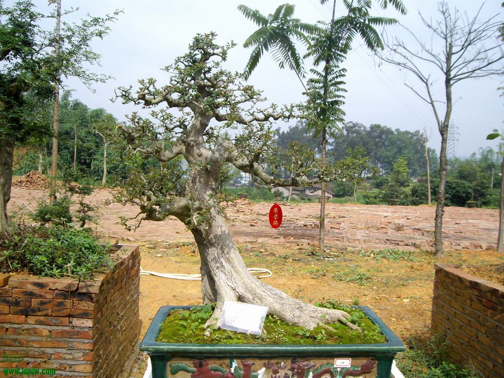 IMGP9846.JPG