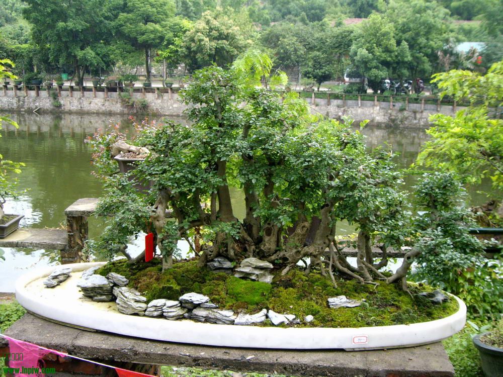 IMGP9860.JPG