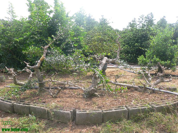 P1090074_.jpg
