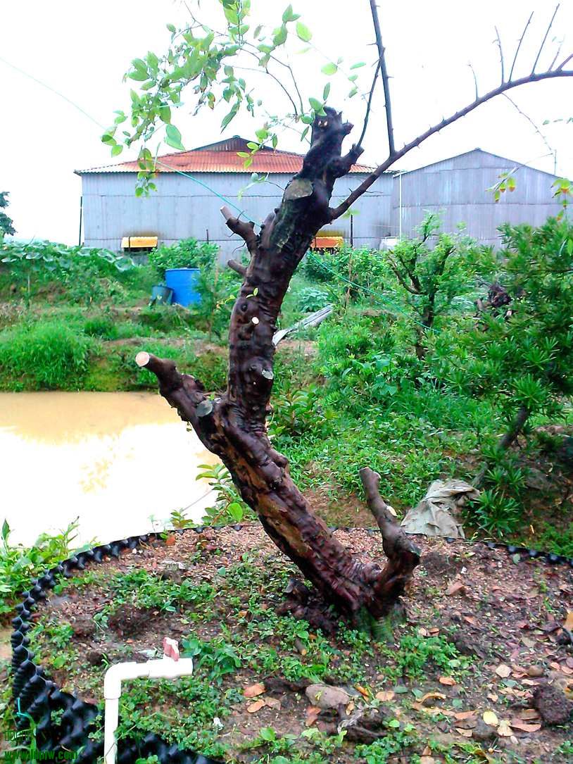 IMG20140511013.jpg