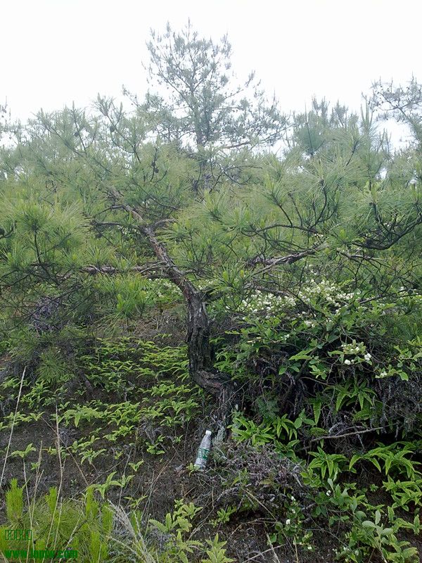 20140510217.jpg