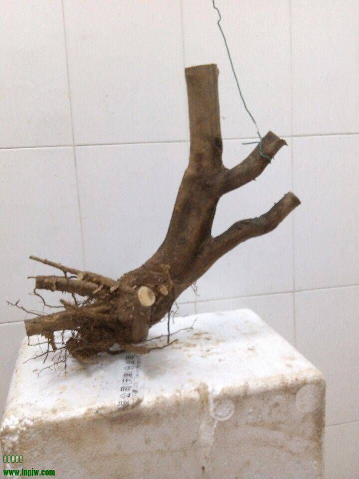 ɽ׮