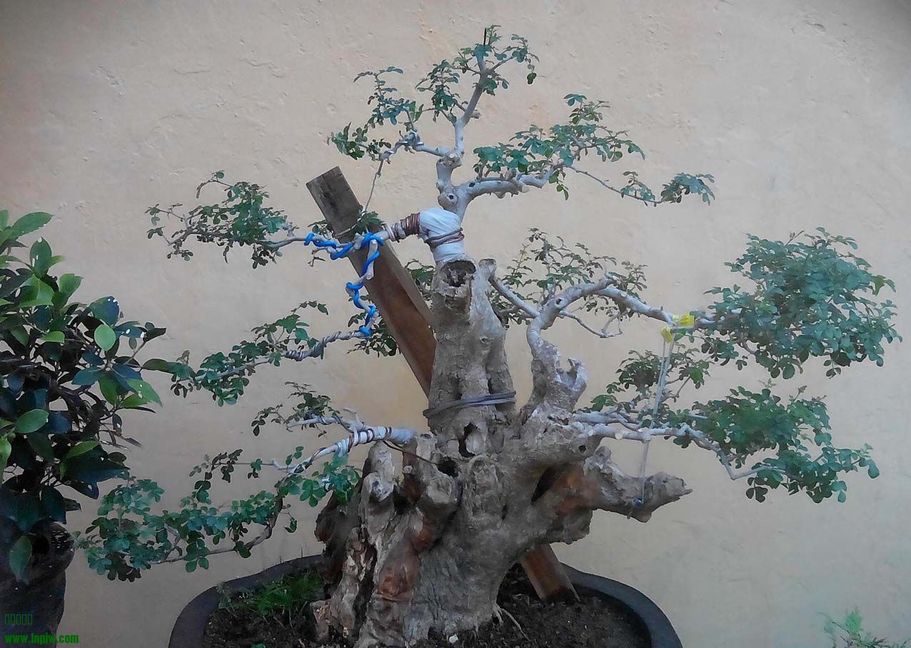 ĶԽڰ.jpg