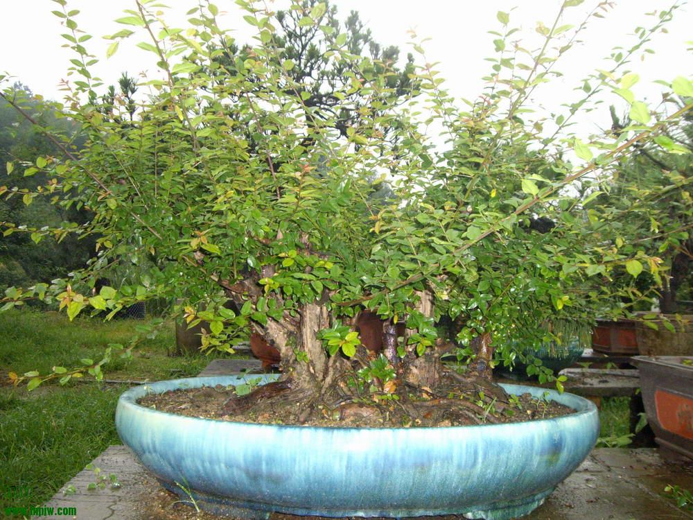 IMGP9914.JPG