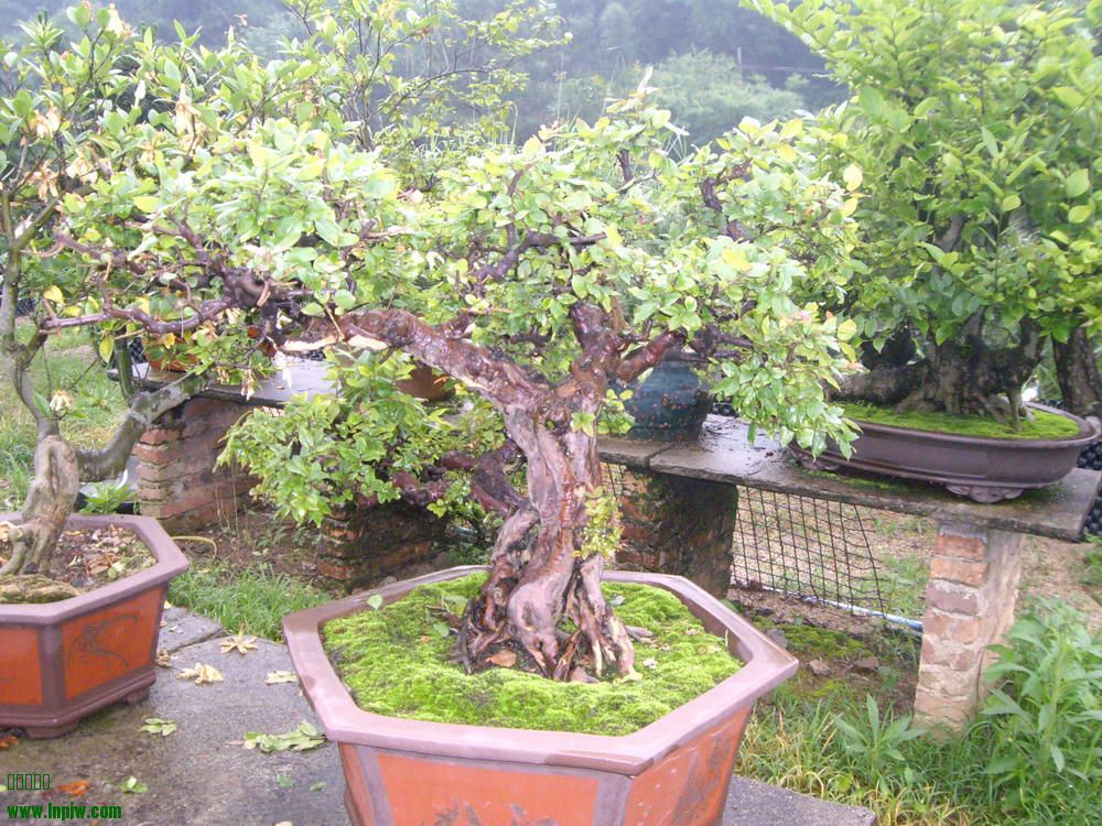IMGP9911.JPG