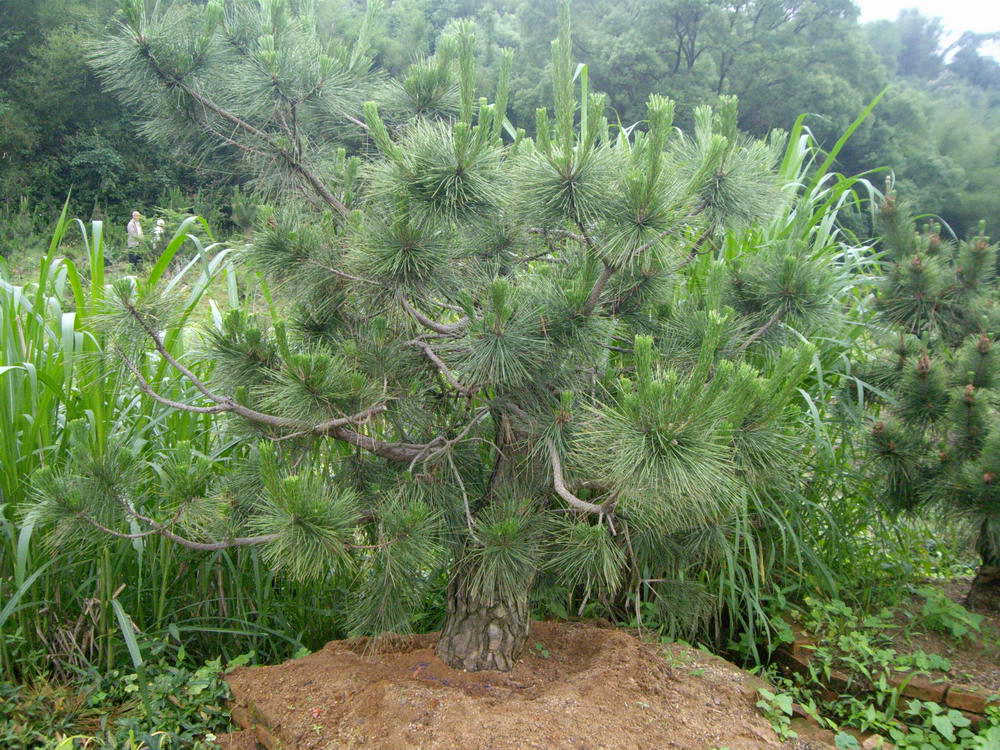 IMGP9882.JPG