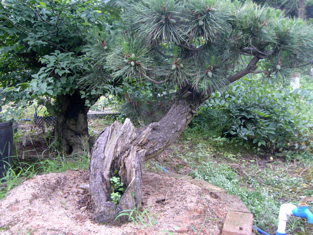 IMGP9881.JPG