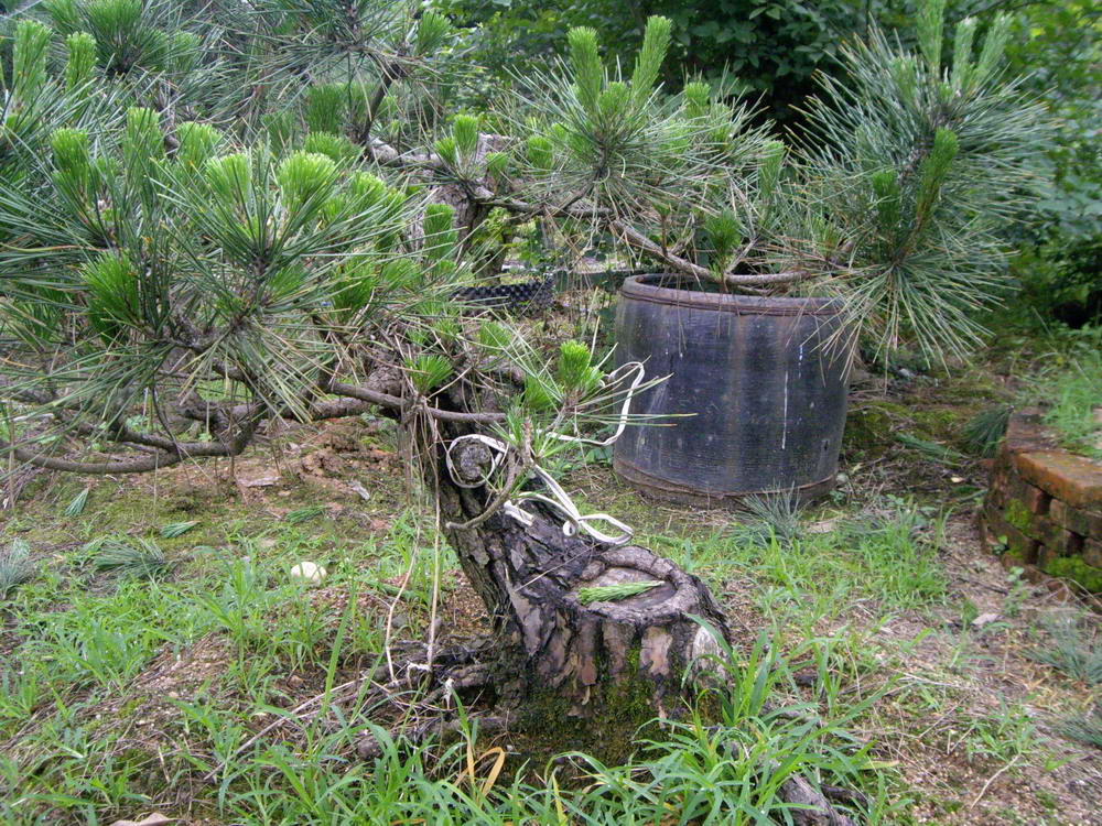 IMGP9880.JPG