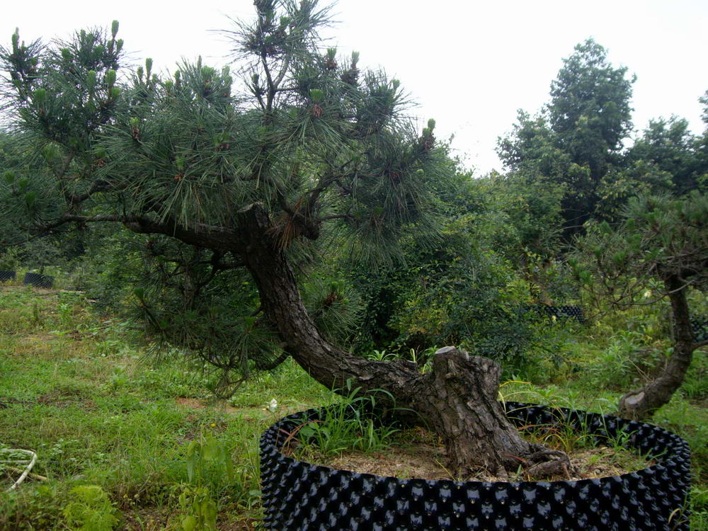 IMGP9876.JPG