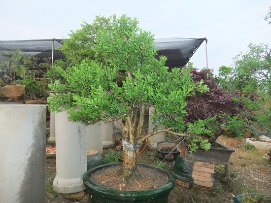 DSCF9469.JPG