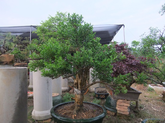 DSCF9470.JPG