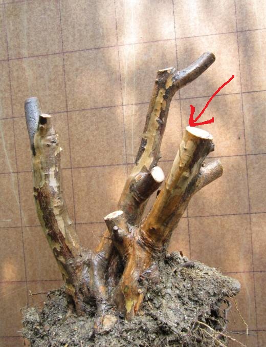 191100vdzaillnixcyilrd_jpg_thumb.jpg