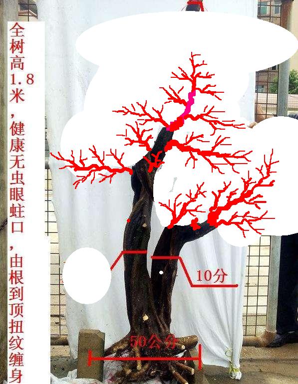 114935oqqpwpvnpxunaspv.jpg.thumb.jpg