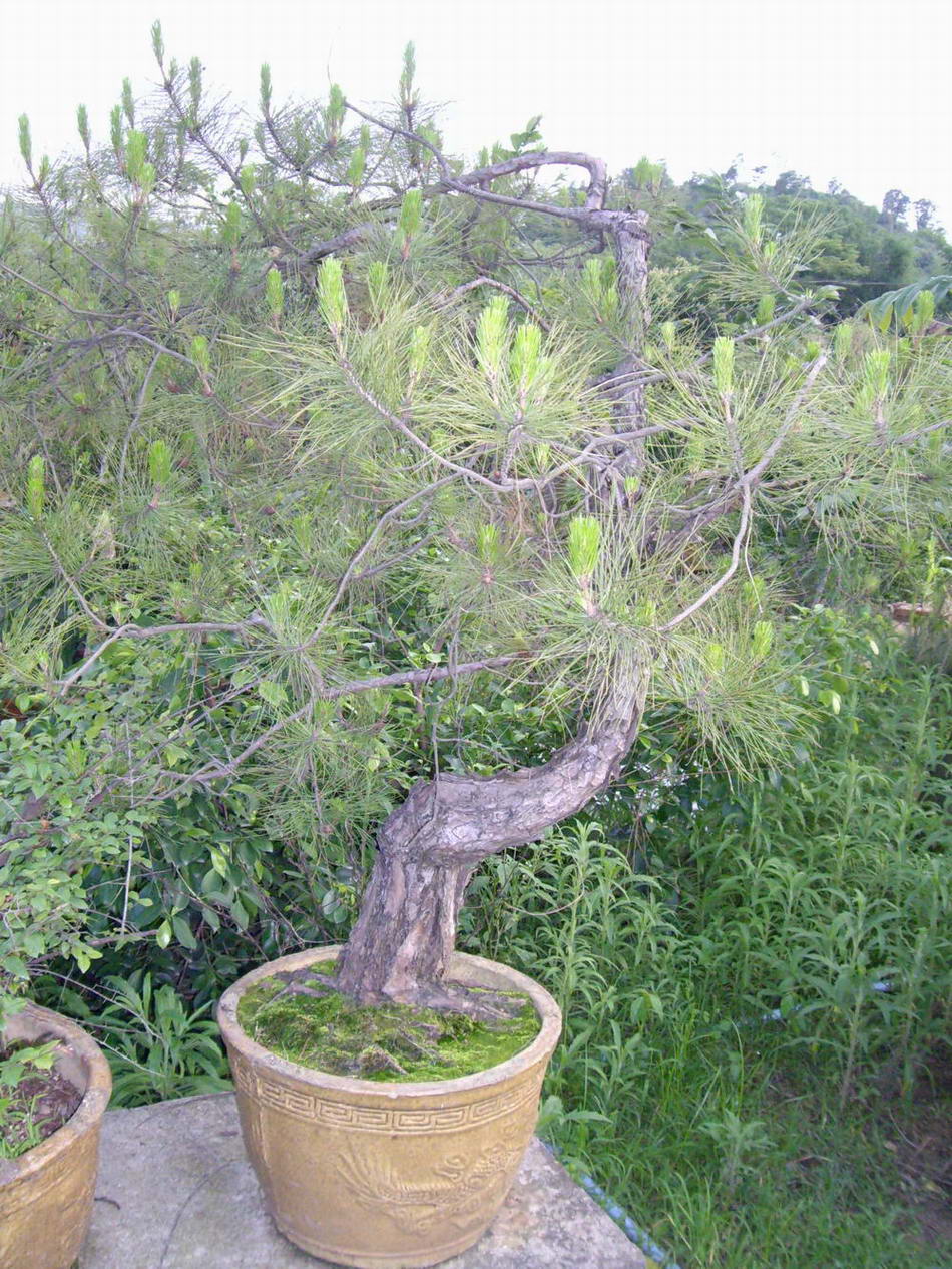 IMGP9940.JPG