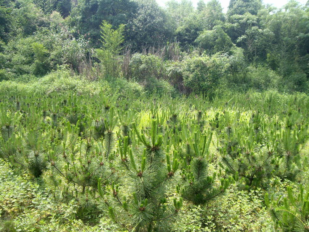 IMGP9934.JPG