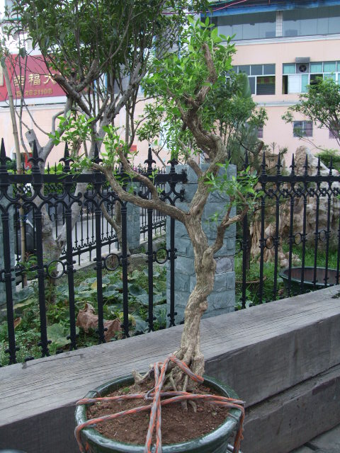 DSCF0483.JPG