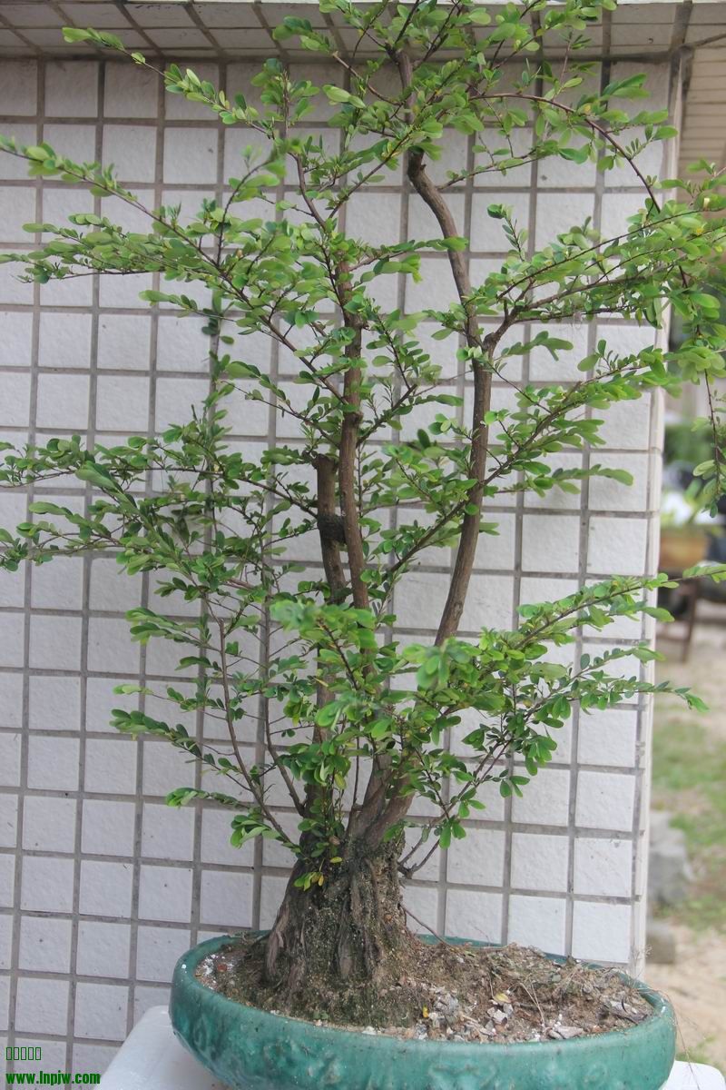 Ƭ 025.jpg