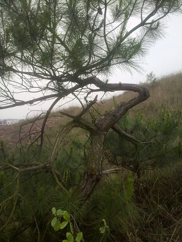 20140516225.jpg