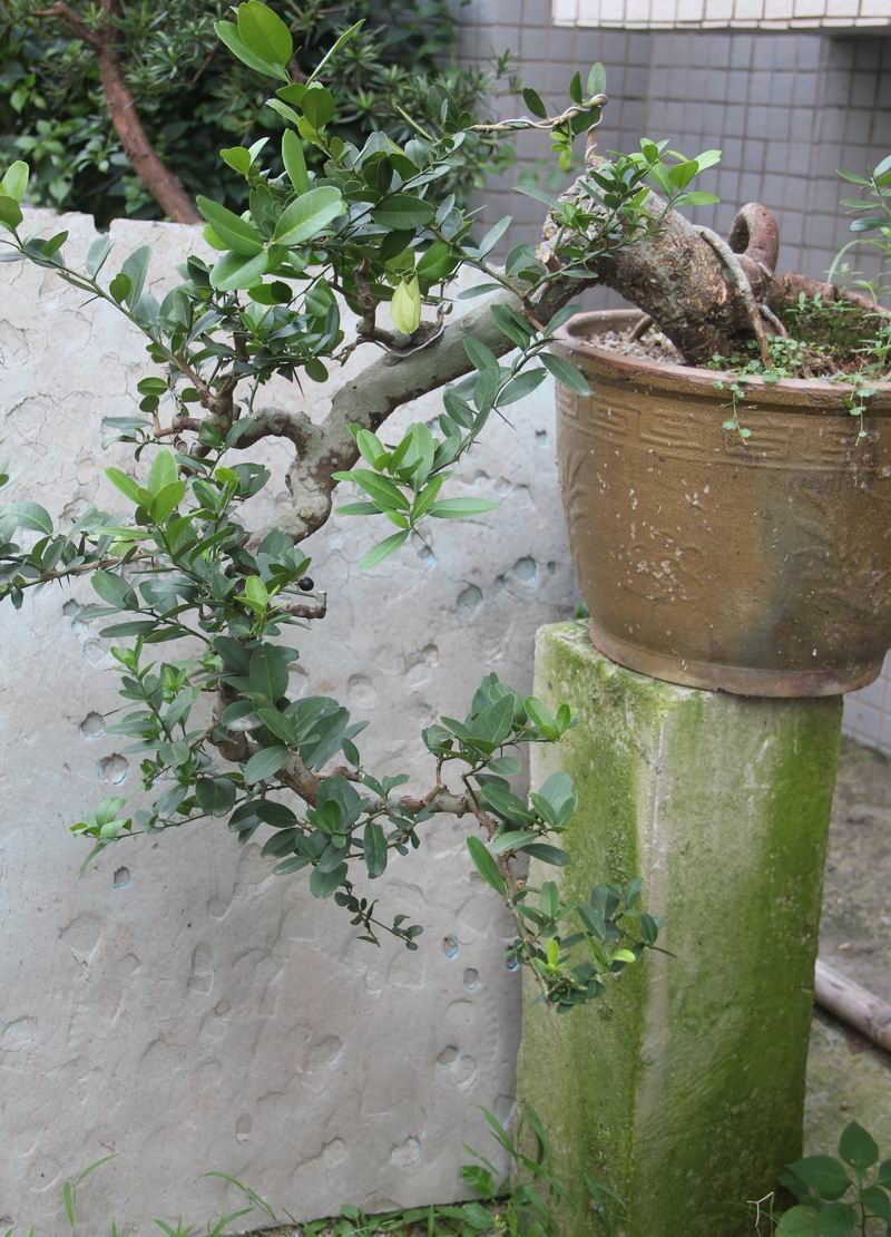 Ƭ 018.jpg