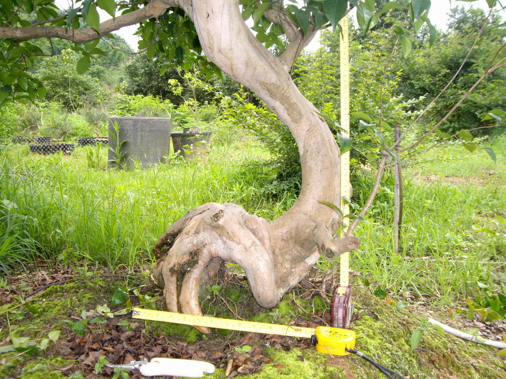 IMGP9945.JPG